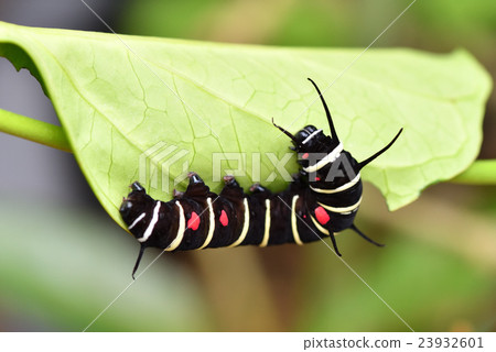 Caterpillar larva Caterpillar larva 23932601
