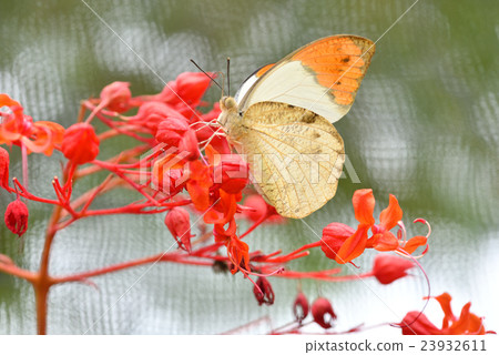 Town bamboo swallowtail in Taketomi-cho 23932611