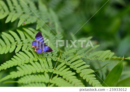 Winged wings of Madara Ruri Swallow male 23933012