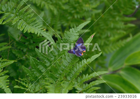 Winged wings of Madara Ruri Swallow male 23933016