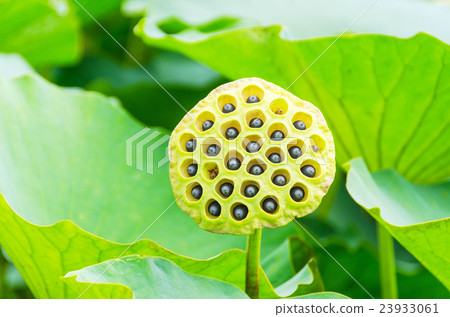 蓮花葉子和種子 23933061