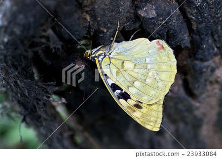 大村聚集在悶棍新鮮的女性 23933084