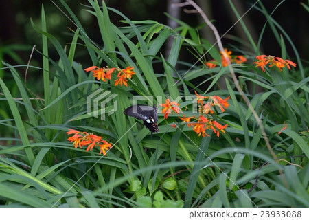 在Himehyo Ugi Zuysen的蜂蜜花蜜的Monkeyeageha 23933088