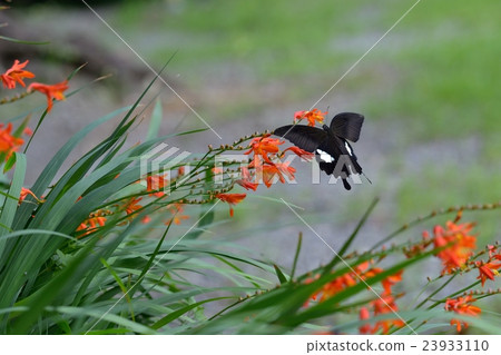 在Himehyo Ugi Zuysen的蜂蜜花蜜的Monkeyeageha 23933110