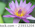 Lotus flower  23933204