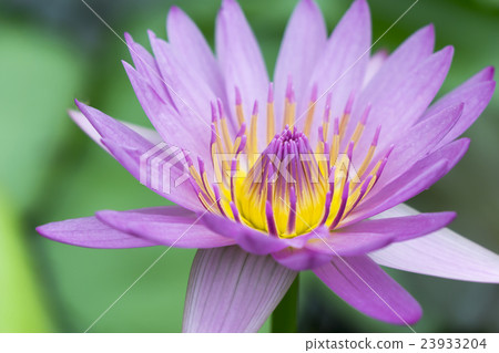 Lotus flower Lotus flower 23933204