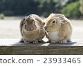 Two rabbits 23933465