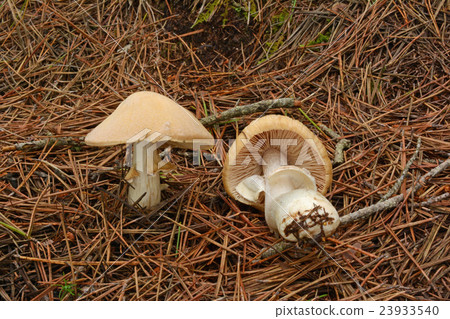 Shogen  -  20150724 23933540