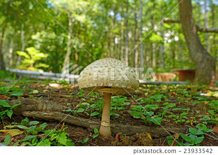 Karakasatake _ 20160809 23933542