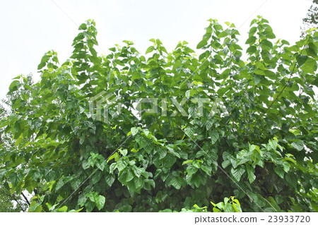 桑樹 23933720