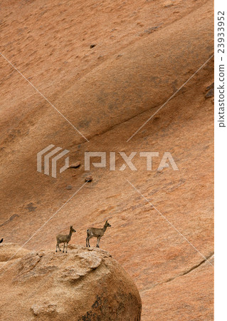 klipspringer 23933952