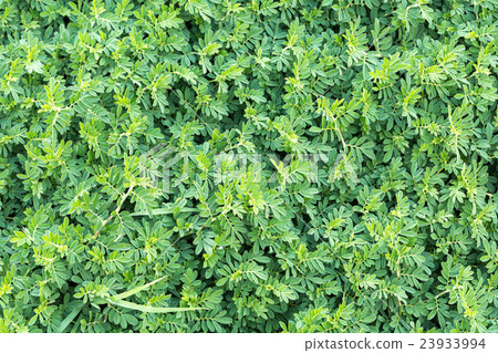 green leaf background 23933994
