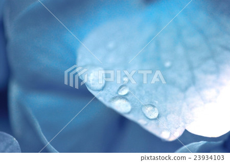 繡球花和水滴 23934103