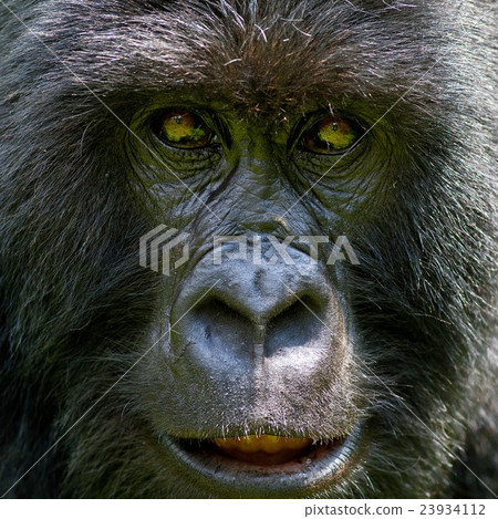 gorilla gorilla 23934112