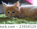 Child cat series ⑥ 23934120