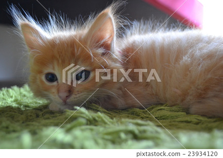 Child cat series ⑥ Child cat series ⑥ 23934120