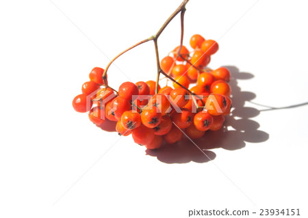Rowan berries on a twig with shadow white Rowan berries on a twig with shadow white 23934151