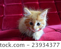 Furniture and child cat series ⑥ 23934377
