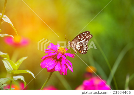 Butterfly in garden and flying to many flowers Butterfly in garden and flying to many flowers 23934406