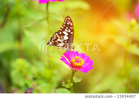 Butterfly in garden and flying to many flowers Butterfly in garden and flying to many flowers 23934407
