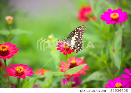 Butterfly in garden and flying to many flowers Butterfly in garden and flying to many flowers 23934408