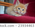 Furniture and child cat series ⑧ 23934463