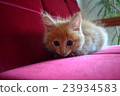 Furniture and child cat series ⑫ 23934583