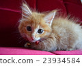 Furniture and child cat series ⑬ 23934584