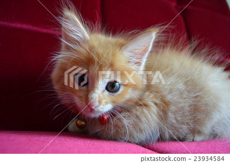Furniture and child cat series ⑬ Furniture and child cat series ⑬ 23934584