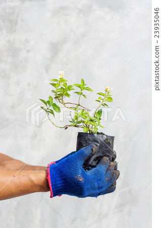 man holding a lantana plant or hedge flower. man holding a lantana plant or hedge flower. 23935046