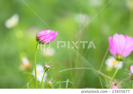 Beautiful flower in the garden with sunlight 23935677