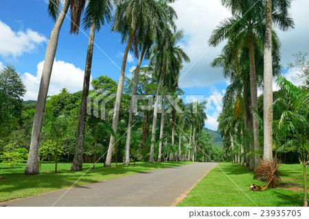 圖庫照片: tall palm trees in the park