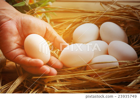 Eggs in nest on the nature or farm, Fresh eggs  23935749