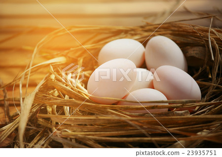 Eggs in nest on the nature or farm, Fresh eggs 23935751