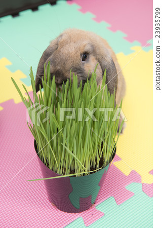 兔子吃草 兔子吃草 23935799