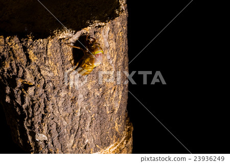  [半04-04的出現] Abraezima間隔射擊固定射擊半襯衫半領帶的出現 23936249