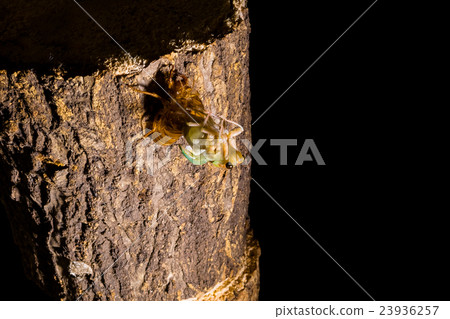  [Emergence of semi 04-12] Emergence of Abraezima Interval Shooting Fixed Shooting Semi-Shirt Semi-Tie 23936257