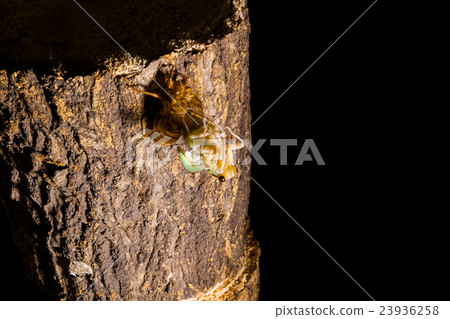  [半04-13的出現]磨損的出現間隔拍攝固定拍攝半半半領帶 23936258