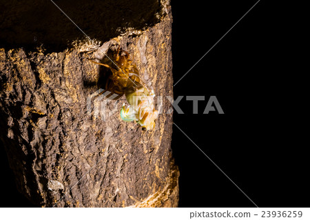  [半04-14的出現]磨損的出現間隔拍攝固定攝影半半半領帶 23936259