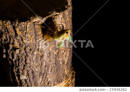  [Emergence of semi 04-17] Emergence of abrasion Interval shooting Fixed shooting semi semi semi tie 23936262