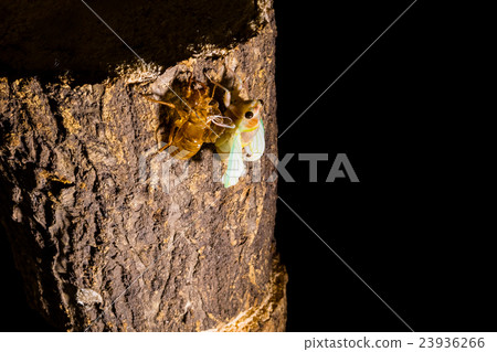  [Emergence of semi 04-21] Emergence of abrasion Interval shooting Fixed shooting semi semi semi tie 23936266