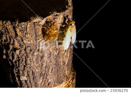  [Emergence of semi 04-25] Emergence of abrasimil Interval shooting Fixed shooting semi semi semi tie 23936270