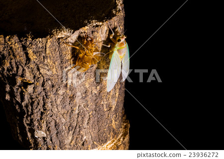  [Emergence of semi 04-27] Emergence of Abraezima Interval Shooting Fixed Shooting Semi-Smear Semi-Tie 23936272