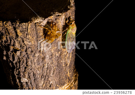  [半04-33的出現] Abraezima間隔射擊固定射擊半襯衫半泰國的出現 23936278