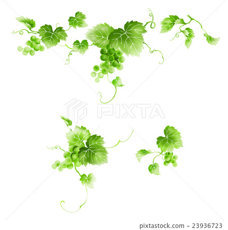 Grape Grape 23936723