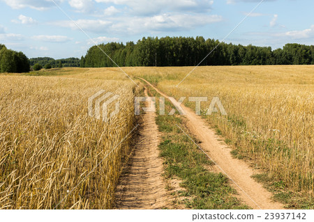 wheat field with a road 23937142
