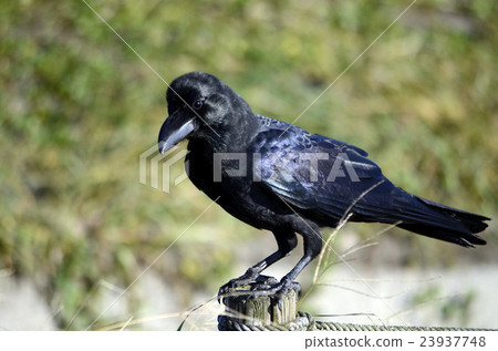 烏鴉 23937748