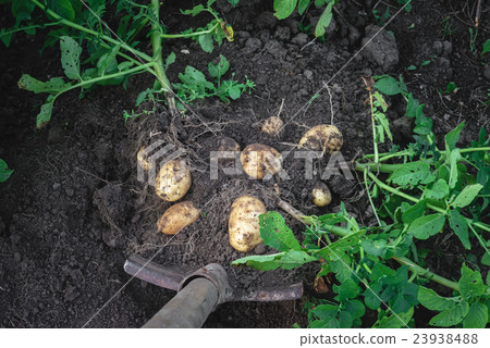 digging potatoes out of the soil digging potatoes out of the soil 23938488