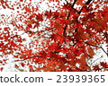 Nikko _ autumn leaves 23939365