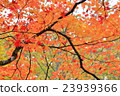 Nikko _ autumn leaves 23939366